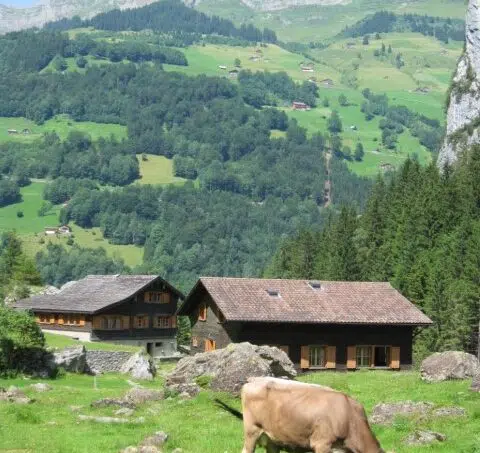 Gruppenhaus Bad Brunnital Unterschächen mit Kuh auf Wiese