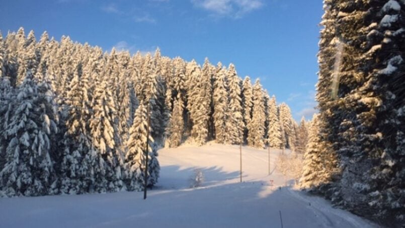 Gruppenhaus-Berghaus-Ricketschwändi-Kriens-Schneebedeckter-Weg-mit-Kiefern-im-Hintergrund