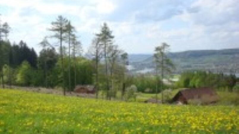 Gruppenunterkunft Jungwachtferienhaus Klingenzell Eschenz Feld mit gelben Blumen