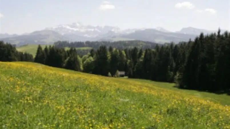 Gruppenhaus Salomonstempel Hemberg Berglandschaft Wiesenblumen