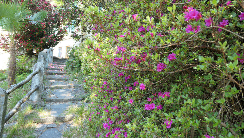 Gruppenhaus La Pineta Locarno Weg mit Büschen und Blumen