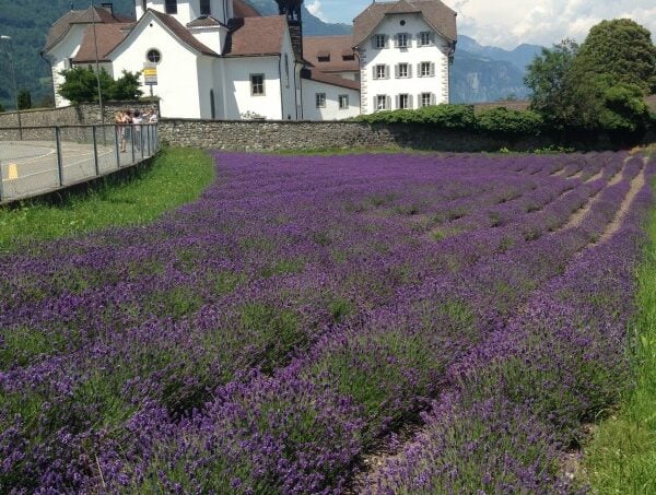 Gruppenunterkunft Verein Jugend- und Ferienhaus Carmen Seedorf Lavendelfeld mit Kirche im Hintergrund